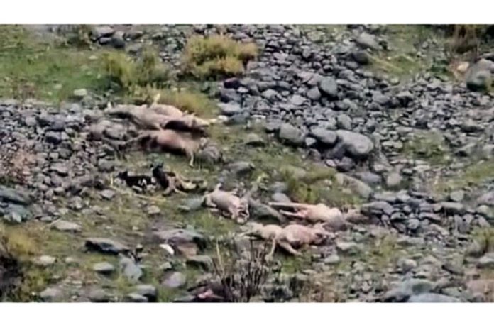 Sheep and goats killed by dogs in Darhal area of Rajouri. -Excelsior/Imran