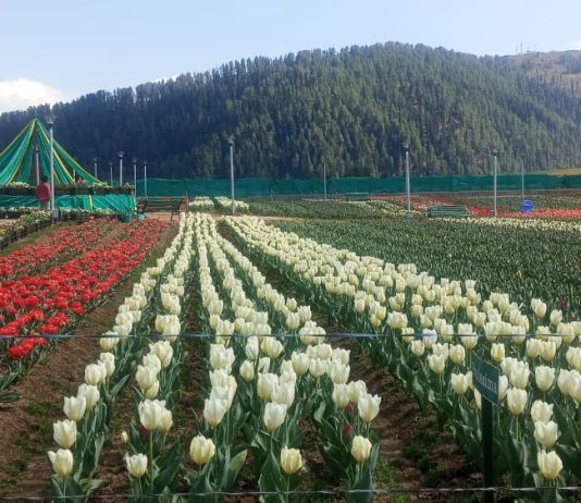 Jammu And Kashmir | Over 2 Lakh Tulips Wow Sanasar Garden Visitors
