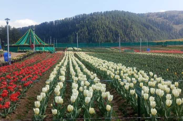 Jammu And Kashmir | Over 2 Lakh Tulips Wow Sanasar Garden Visitors