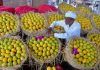 Mango output to see 14 pc rise this year; heat wave unlikely to impact yields: ICAR-CISH Director