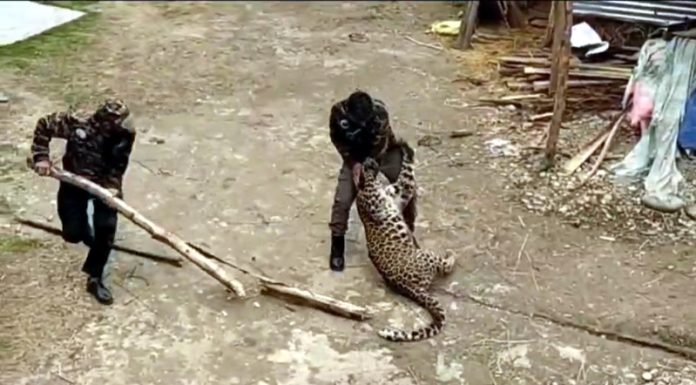 A wildlife official grapples with leopard in Fatehpur area of Ganderbal on Wednesday.