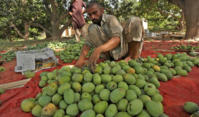 After high transportation costs, Pakistan mangoes suffer losses due to climate change