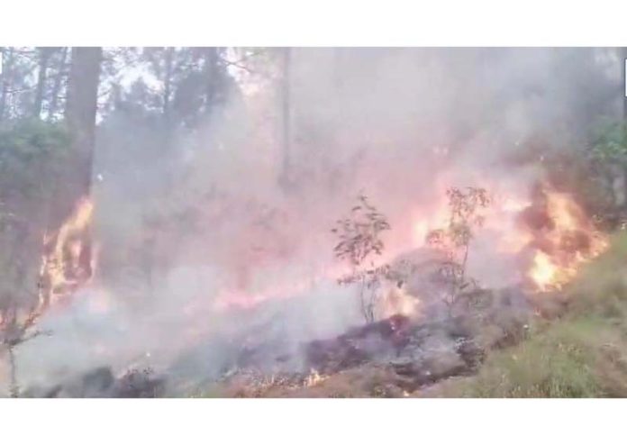 Forest fire in Nowshera area.