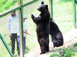 A zoo keeper sprays water on a Bear at Jumbo zoo on a hot afternoon in Jammu. -Excelsior/Rakesh