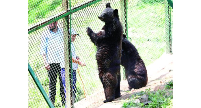 A zoo keeper sprays water on a Bear at Jumbo zoo on a hot afternoon in Jammu. -Excelsior/Rakesh