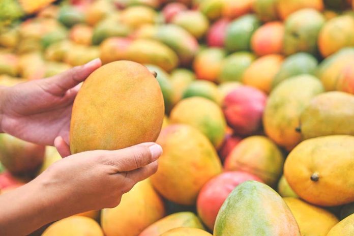 Mango yield likely to be 75 pc less this season as mercury soars high in Malda