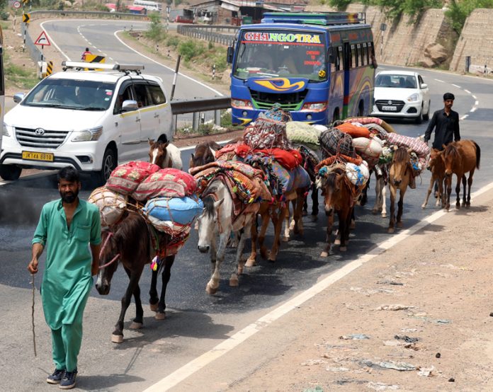 Nomads heading towards higher reaches on Jammu-Srinagar National Highway near Samroli. -Excelsior/Rakesh