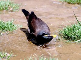 A Myna cooling itself down in water as temperature soars in Srinagar. —Excelsior/Shakeel