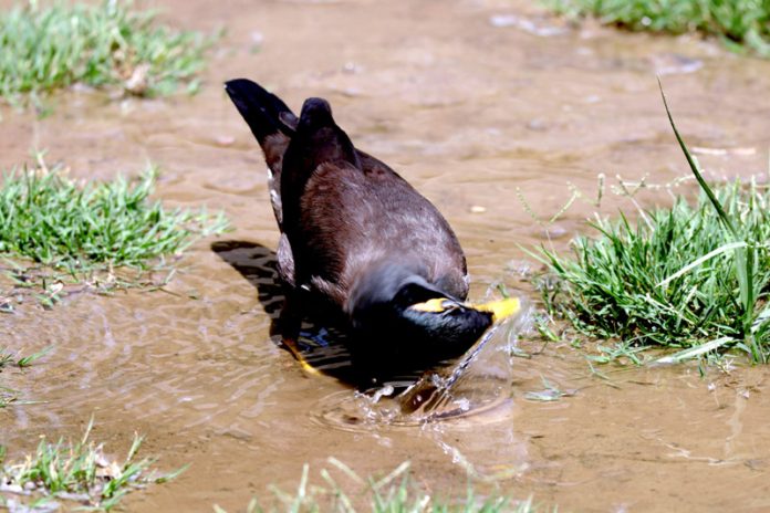 A Myna cooling itself down in water as temperature soars in Srinagar. —Excelsior/Shakeel