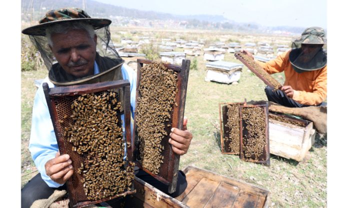 Beekeeper displays beehive full of honeybees at a farm on the outskirts of Jammu. -Excelsior/Rakesh