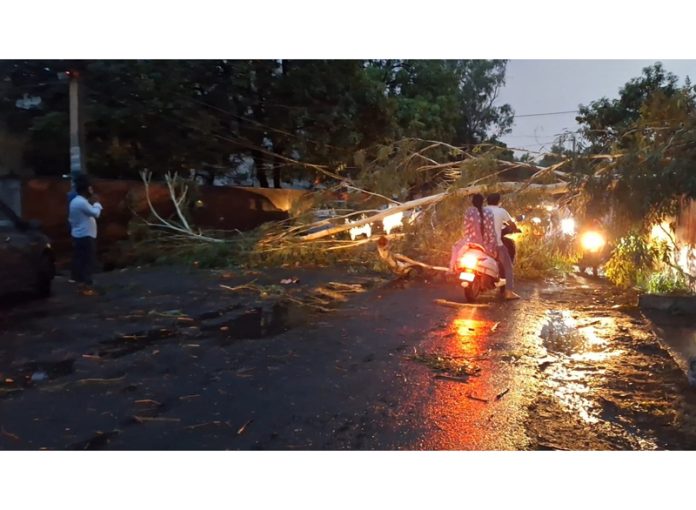 A tree falls on Kalibarhi Kathua road during windstorm causing blockade on Friday evening. —Excelsior/Pardeep