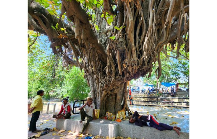 People take rest under the shadow of a tree on a hot summer day in Jammu. — Excelsior/Rakesh