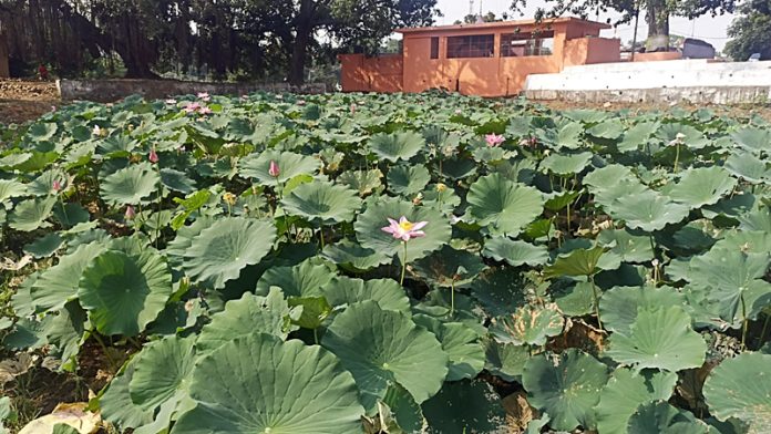 Lotus blooming in scorching heat wave at Pangwal Pond in Mandi Thalora of Samba district. — Excelsior/Nischant