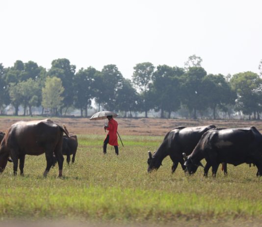 A boy holds umbrella while grazing buffaloes on a hot summer day on the outskirts of Jammu. - Excelsior/Rakesh