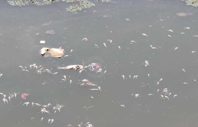 Thousands Of Fish Found Dead In Srinagar Stream, Officials Cite Lack Of Oxygen, Pollution