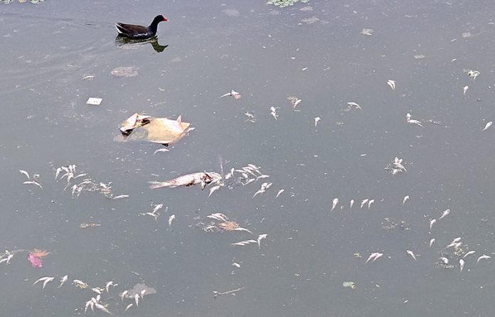 Dead fish float in the Tsoont Koel stream in Srinagar on Sunday. -Excelsior/Shakeel