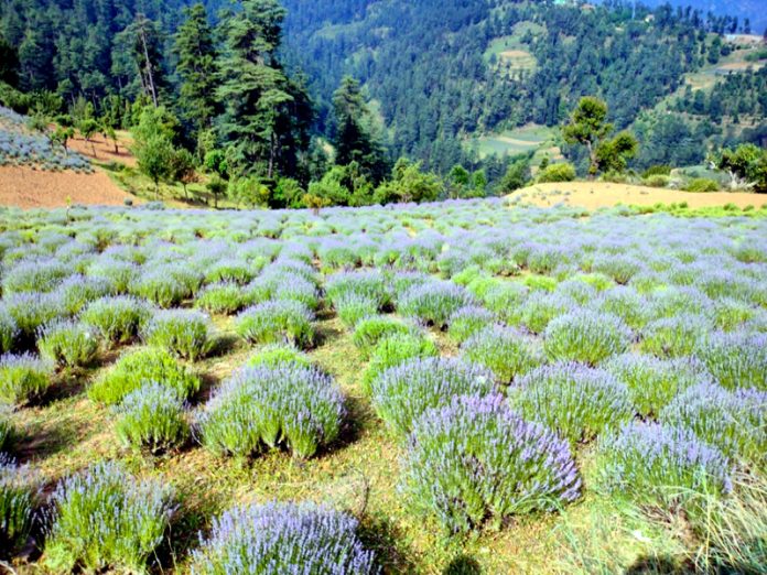Blooming crop of lavender aroma flower becomes centre of attraction for tourists in mountainous districts of Jammu and Kashmir. (UNI)