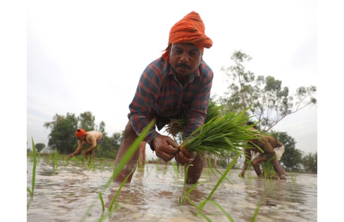 Farmers working in a paddy field on the outskirts of Jammu. -Excelsior/Rakesh