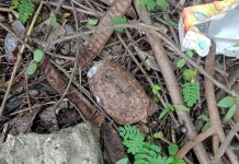 A rusted grenade found in bushes in High Court parking area in Janipur area of Jammu on Monday.