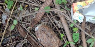 A rusted grenade found in bushes in High Court parking area in Janipur area of Jammu on Monday.