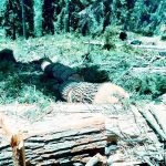 Illegally axed green pine trees at Batogra Panchayat in Tanta Forest Block of Bhadarwah. — Excelsior/Tilak Raj