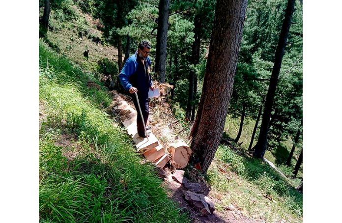 Forest Protection Force official sizes illegal timber in Uri ara of North Kashmir. -Excelsior/Aabid Nabi