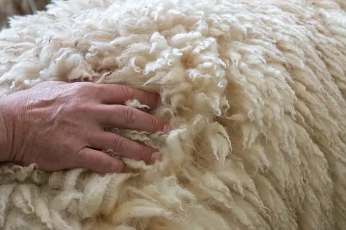 J&K | APD Constitutes 4-Member Panel To Determine Wool Rates