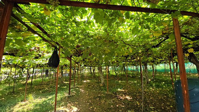 Harvesting begins in Grapes Village in Ganderbal. -Excelsior/Firdous