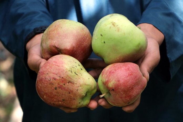 Apples fell down from the trees after hailstorm and “cyclone-like” winds in Kulgam district in South Kashmir on Monday.