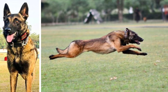 Jammu Encounter Cost Army Its 'Phantom', Canine Warrior Died Trying To Protect Troops