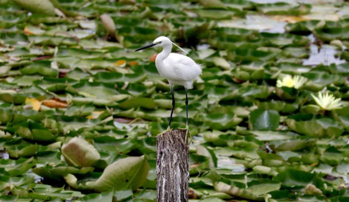 A little Egret spotted standing on a wooden pole in the middle of Dal lake in Srinagar. -Excelsior/Shakeel