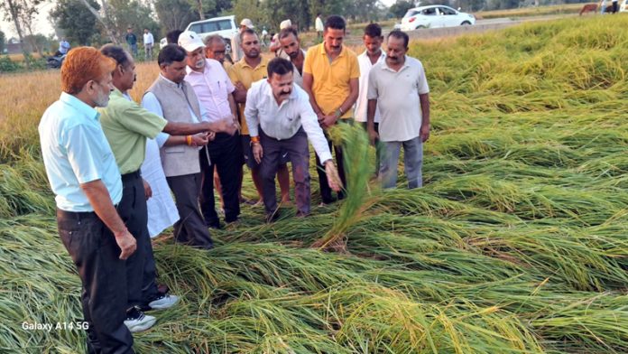 MLA Kathua Dr Bharat Bhushan along with officers of Agriculture Department assessing paddy crop damage in his constituency.