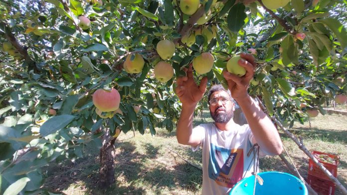 A grower busy at an orchard harvesting apple in Manasbal area of Ganderbal. -Excelsior/Firdous