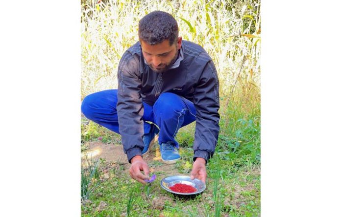 Mudasir Ahmad Bhat, resident of Heevan Narvan in Baramulla district, growing saffron in his native area for the first time. -Excelsior/Aabid Nabi