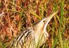 Good News For Ornithologists As First Sighting Of Great Bittern Reported From J&K