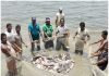 Need to bring fish farmers into  organised sector, says minister