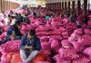 Onion prices likely to cool down further with  arrival of new kharif crop: Govt official