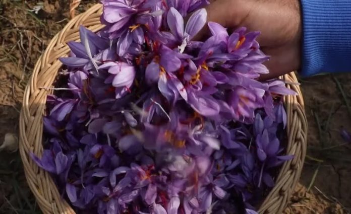 IIKSTC helps saffron growers to process produce