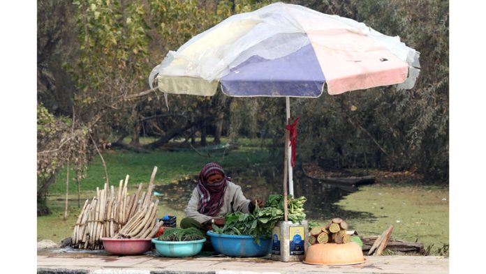 Along the banks of Dal Lake, a local woman vendor sells fresh vegetables, including lotus stems, grown in the lake’s fertile interiors. -Excelsior/Shakeel