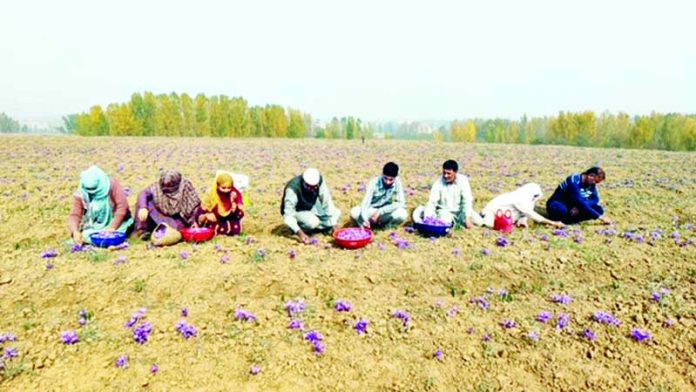 Farmers harvest saffron crop in the uplands of Pampore in Pulwama district. - Excelsior/Younis Khaliq