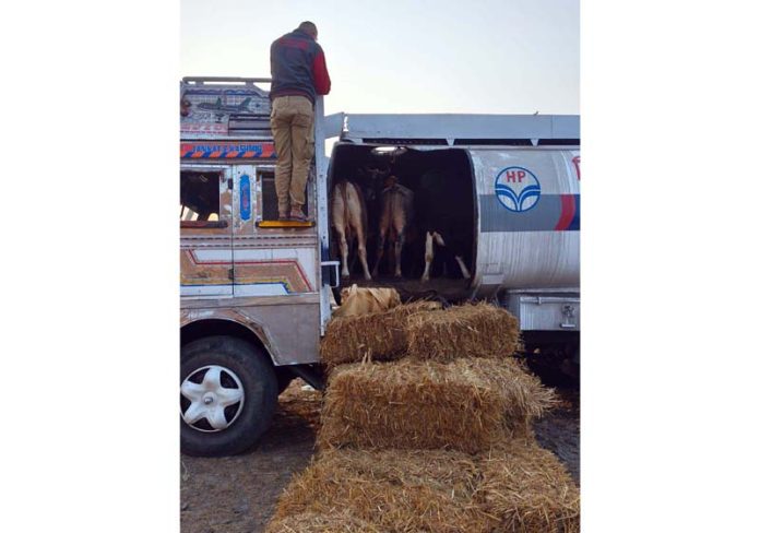 Oil tanker in which bovine animals were being smuggled seized by police.