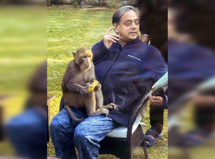 Monkey hugs Tharoor, dozes off on his lap in heartwarming encounter