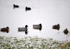 Migratory birds at Chatlam wetland in Pampore. -Excelsior/Younis Khaliq