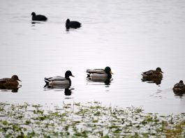 Migratory birds at Chatlam wetland in Pampore. -Excelsior/Younis Khaliq