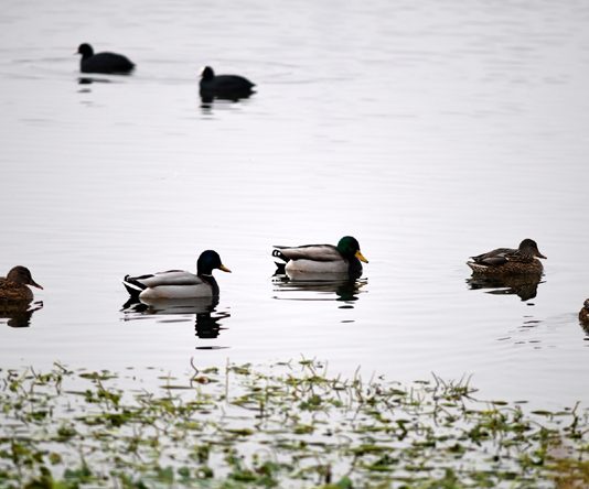 Migratory birds at Chatlam wetland in Pampore. -Excelsior/Younis Khaliq