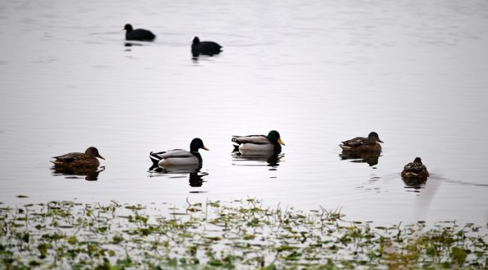 Migratory birds at Chatlam wetland in Pampore. -Excelsior/Younis Khaliq