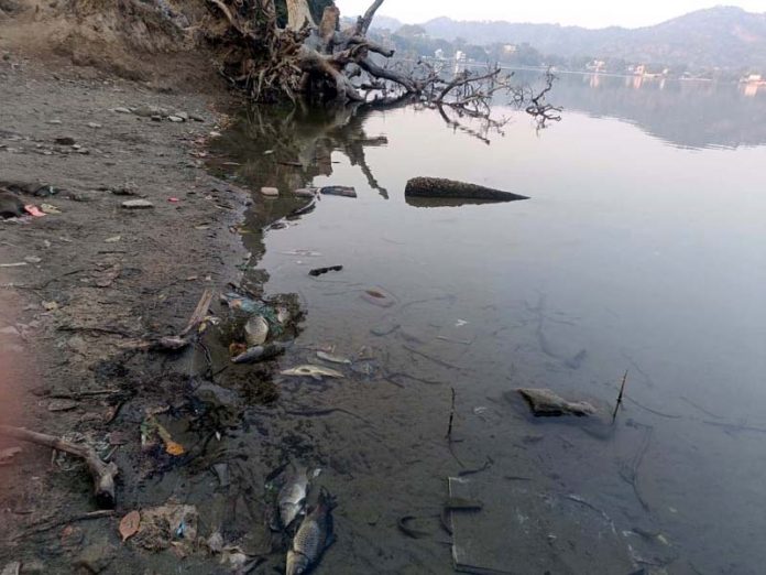 Dead fish floating in the Mansar lake. -Excelsior/Nischant