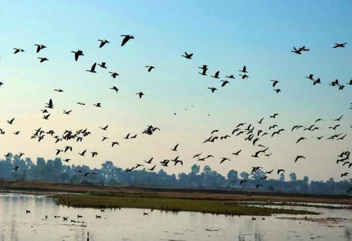 Migratory birds in large number at Gharana Wetland on Sunday. -Excelsior/Rakesh