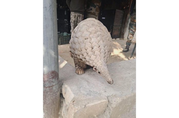 Indian Pangolin rescued from Sunderbani forest.