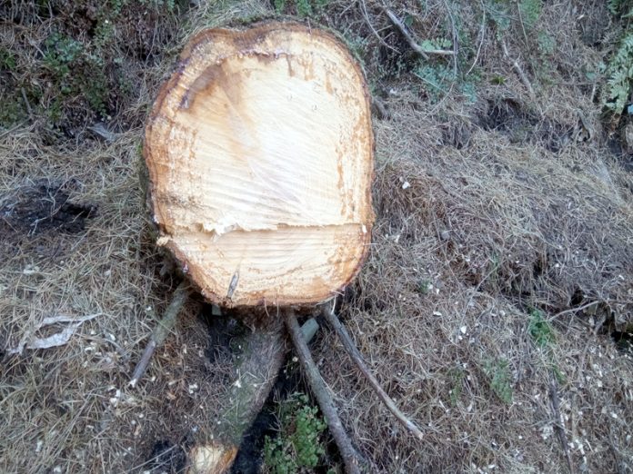 A fallen green conifer tree in Bani range of Basohli.